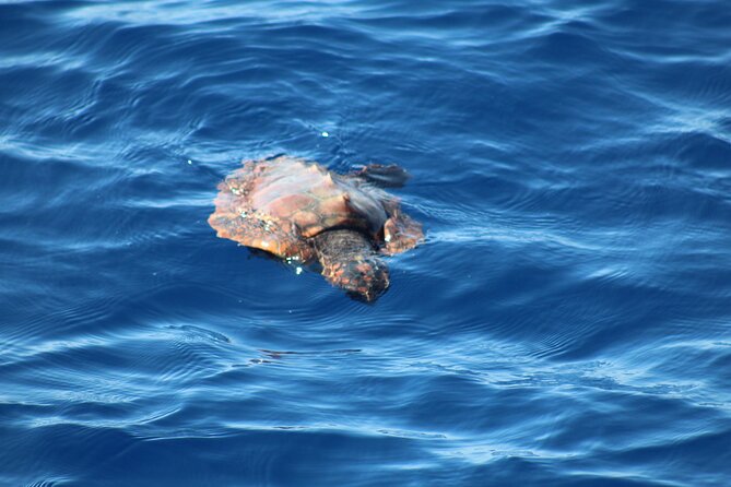Half Day Madeira Island Cruise with Lunch - From Funchal to the Coast: the real half-day rhythm