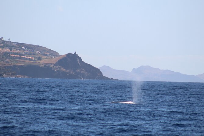 Half Day Madeira Island Cruise with Lunch - Meeting point, pickup, and what to do before you go
