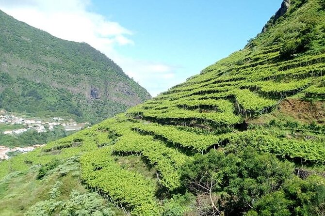 Half-Day Small-Group Wine Tour in Madeira - Why This Madeira Wine Tour Works in a Half Day