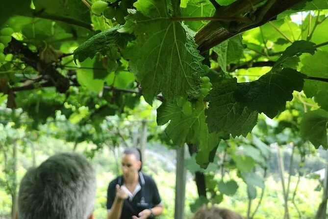 Half-Day Small-Group Wine Tour in Madeira - Pickup Around Funchal and Nearby: Simple, But Be Ready