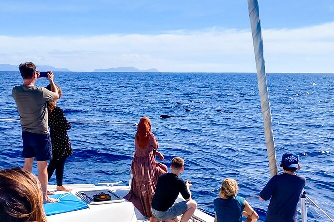 Half Day Tour on a Luxury Catamaran on Madeira Island - The practical side: group size, timing, and choosing your sea-day