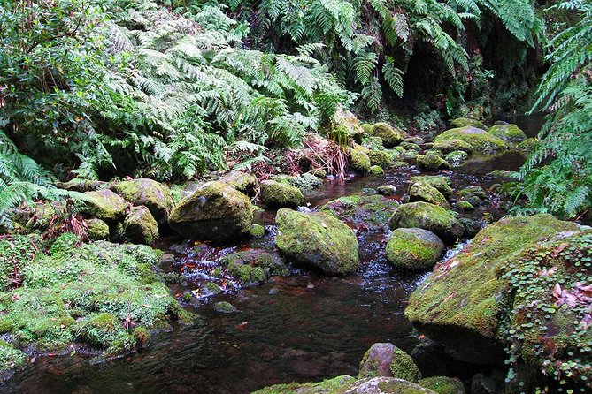 Hidden Corners: Levada Walk from Funchal - Guide quality and group size: why the vibe feels manageable