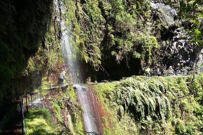 Hike in Laurisilva Levada do Rei - Madre of Life small Group guided walk - The Madeira €3 hiking tax: the one extra to plan for