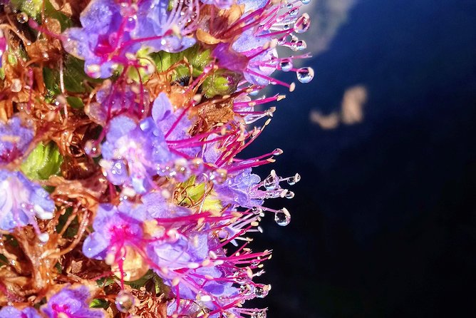 Hike in Laurisilva Levada do Rei - Madre of Life small Group guided walk - Who should book this hike with Up Mountain Madeira?