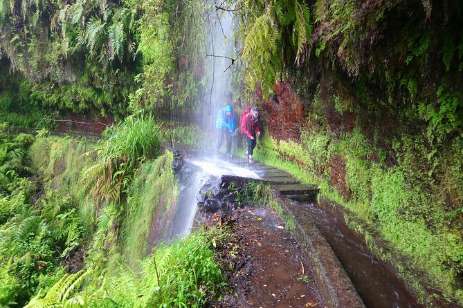 Hike in Laurisilva Levada do Rei - Madre of Life small Group guided walk - Pickup in Funchal or Caniço: where the day gets easier