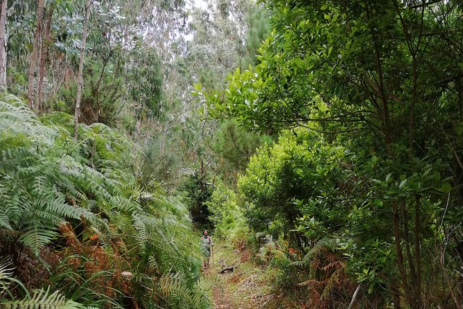Hiking and Trekking tours in Madeira - What’s included vs. what you’ll need to plan for