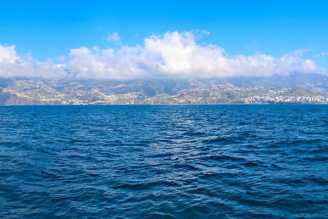 Hop-on Hop-off Bus Tour and Catamaran Whale & Dolphin Watching - Price and Value: Why the $55.27 Can Be Worth It