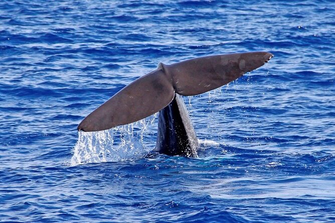 Hop-on Hop-off Bus Tour and Catamaran Whale & Dolphin Watching - FAQ