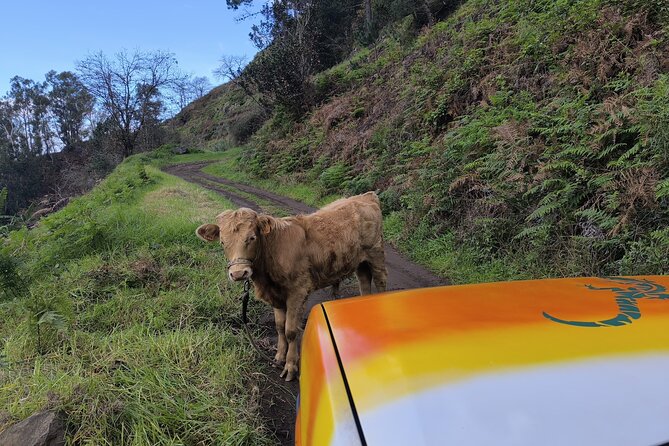 Jeep Adventure to Volcanic Pools & UNESCO Forest Treasures - Price and Logistics: Getting Value From the $82.82 Ticket