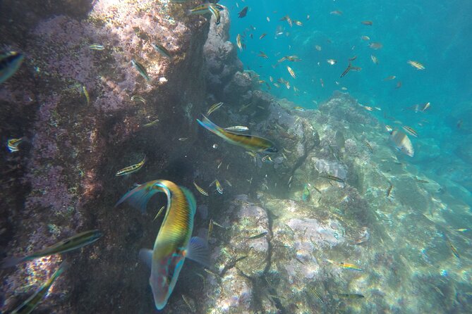 Kayak and Snorkeling Tour in Underwater Nature Reserve Garajau - Value and Price: Is $59.26 Worth It?