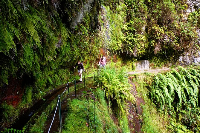 King's Levada / Ribeiro Bonito - How the Plant Life Changes as You Walk (Endemic vs. Introduced)