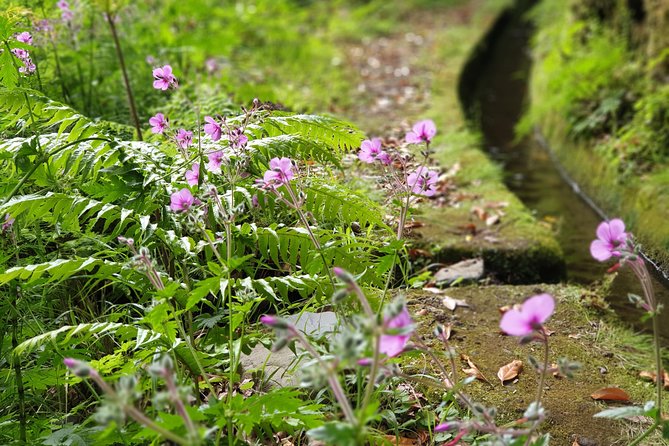 Kings Levada - São Jorge - Plant lessons on the Kings Levada: what you’ll learn