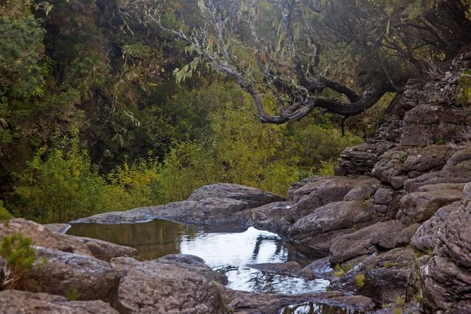 Levada do Alecrim - Rosemary Levada (Full Day Walk) - Rosemary Levada is the kind of day trip you can actually plan