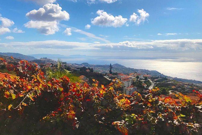 Levada do Norte - Walking Tour - The guide experience: commentary, botanic details, and a relaxed rhythm