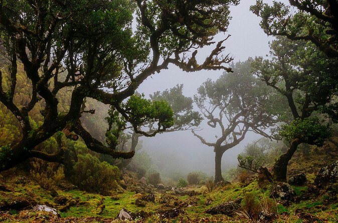 Levada do Rei PR18 Scenic Hike in Madeira with Transfer Service - What you’ll see: Laurissilva forest, water, and the feeling of Madeira
