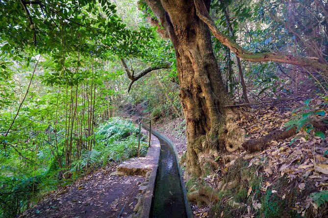 Levada do Rei (PR18) - Through Madeira's Majestic Laurissilva - Group energy: small enough for calm, guided enough for confidence