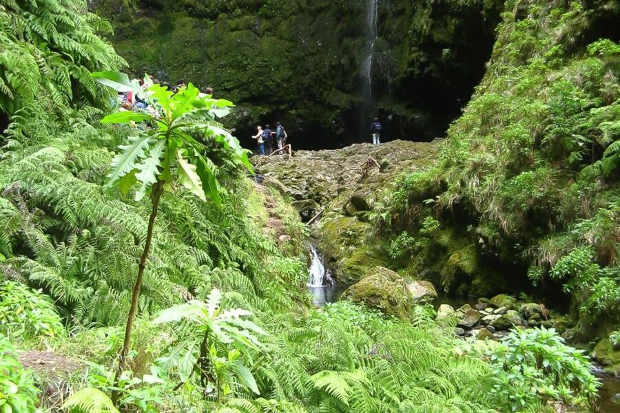 Levada Walk and Caldeirao Verde Waterfalls: Madeira - The 4.5-hour levada walk: stone paths, short stops, and Laurisilva forest vibes