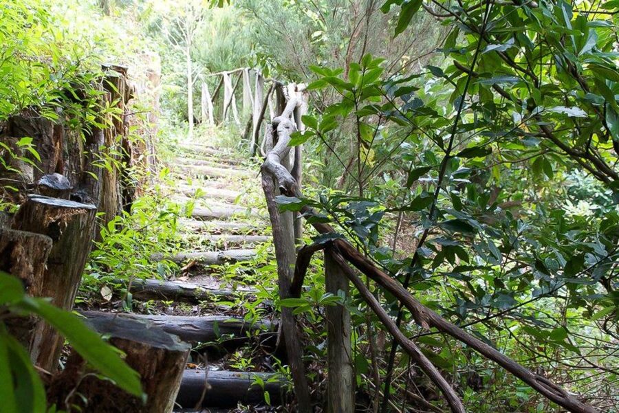 Levada Walk and Caldeirao Verde Waterfalls: Madeira - Who should book this levada hike (and who should skip it)