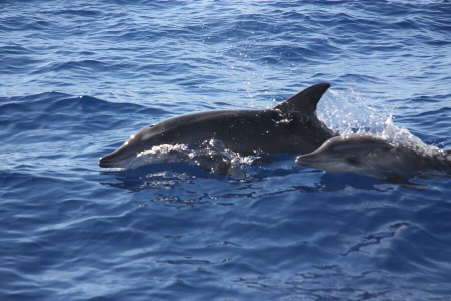 Madeira: 2.5-Hour Whale and Dolphin-Watching Cruise - Sunset departures and the whale-watching catch