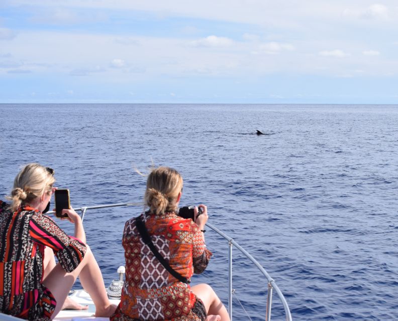 Madeira: 2.5-Hour Whale and Dolphin-Watching Cruise - Why Calheta’s coast is perfect for whale-and-dolphin watching
