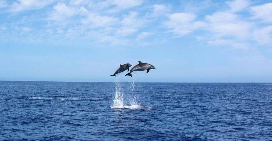 Madeira: 2.5-Hour Whale and Dolphin-Watching Cruise - What the 2.5-hour cruise actually looks like on the water