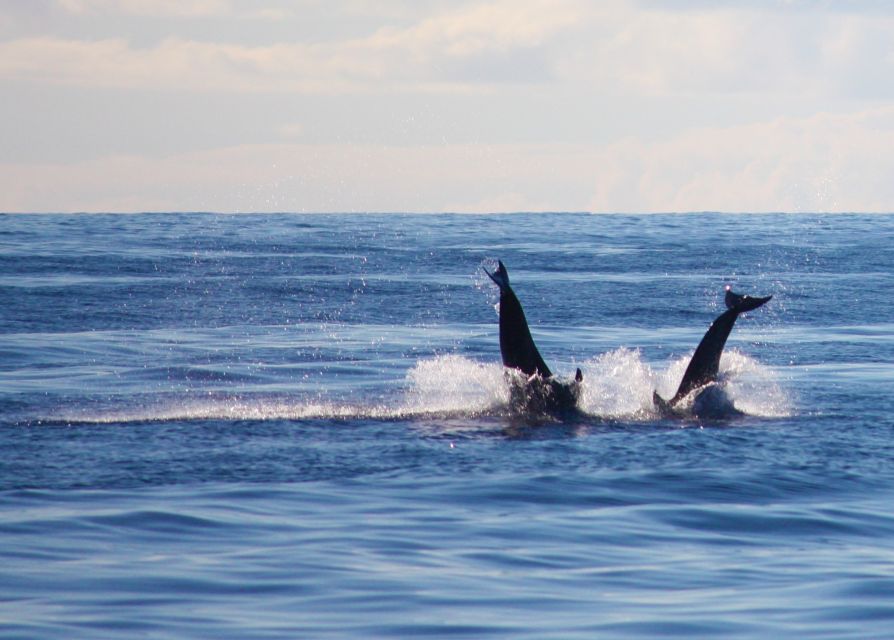 Madeira: 2.5-Hour Whale and Dolphin-Watching Cruise - Snorkeling and swim stop: warm water, gear included, low fuss