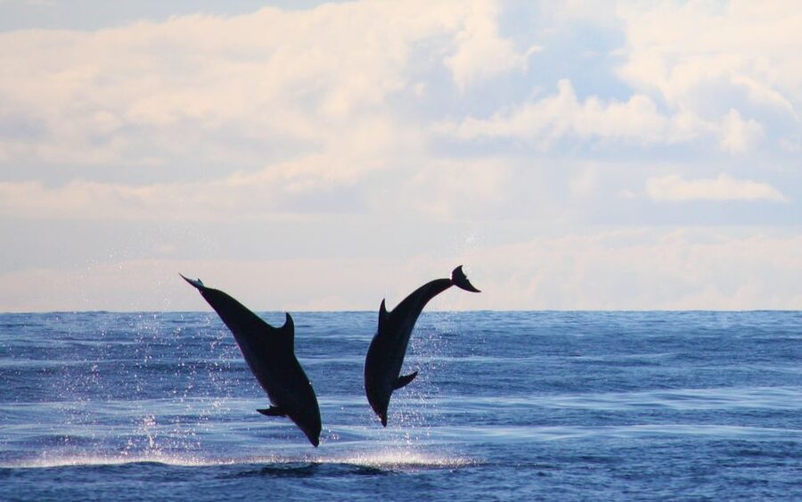 Madeira: 2.5-Hour Whale and Dolphin-Watching Cruise - Comfort on a yacht matters more than you think