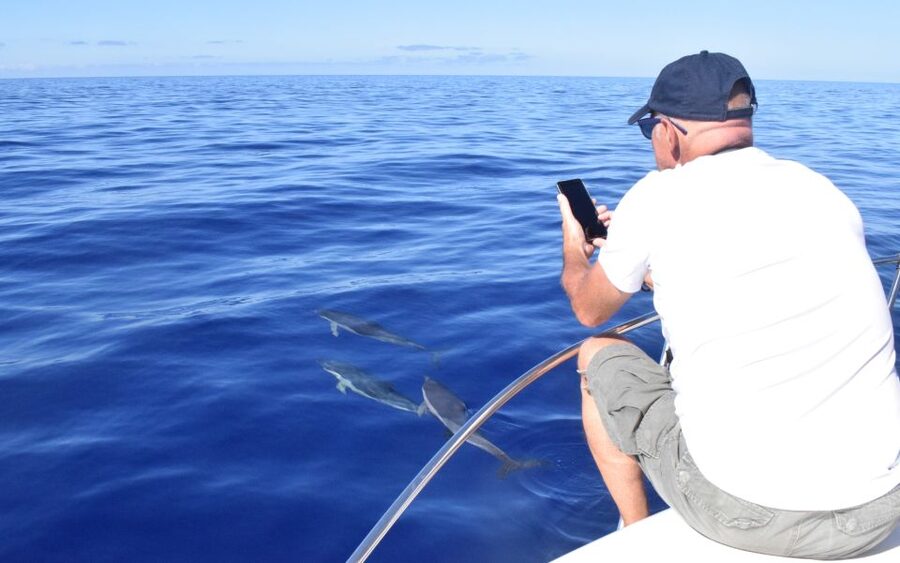 Madeira: 2.5-Hour Whale and Dolphin-Watching Cruise - Respectful wildlife viewing rules you should actually notice