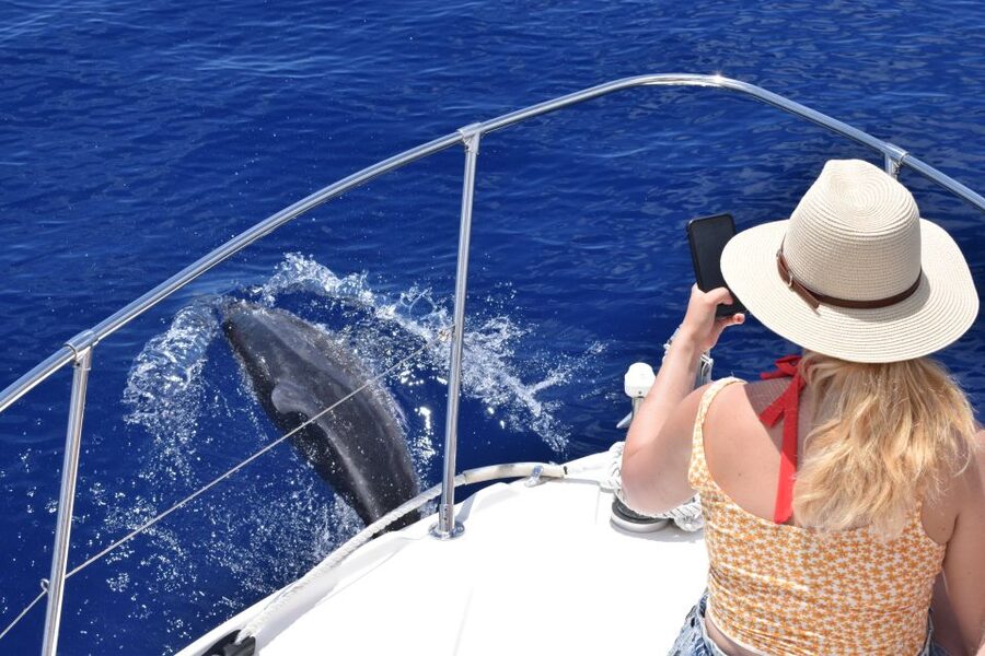 Madeira: 2.5-Hour Whale and Dolphin-Watching Cruise - Price and value: is $81 per person a good deal?