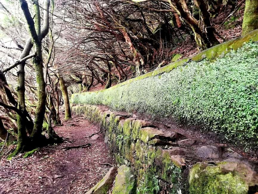 Madeira: 25 Fountains Rabaçal Forest Walk - From Funchal pickup to Rabaçal trailhead: how the day starts