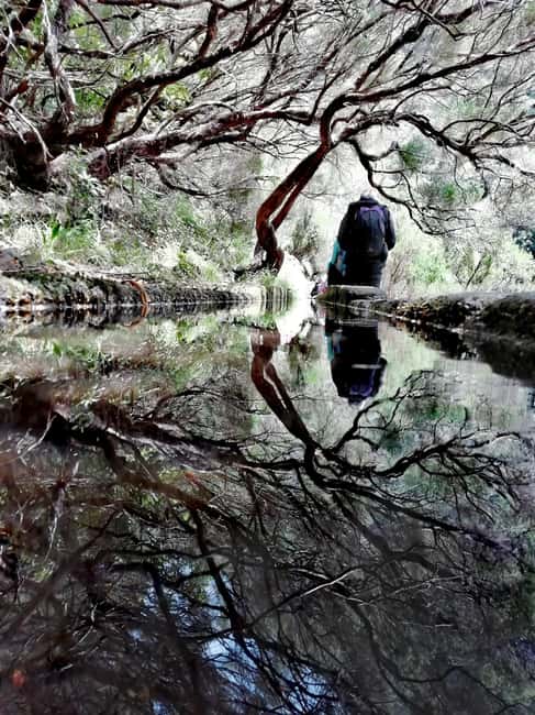 Madeira: 25 Fountains Rabaçal Forest Walk - The 25 Fountains lagoon: calm water after a wet, green walk