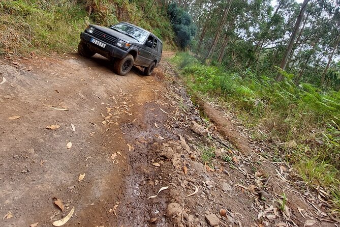 Madeira 4x4 Jeep Safari : Porto Moniz, Lava Pools & Fanal Forest - Fanal Forest at Porto Moniz Area: Iconic, Quiet, and Free