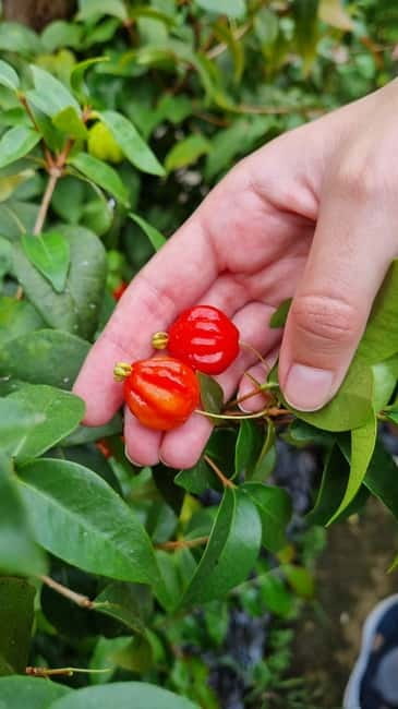 Madeira: Banana Plantation Guided Tour with Tasting - Key Highlights You’ll Care About