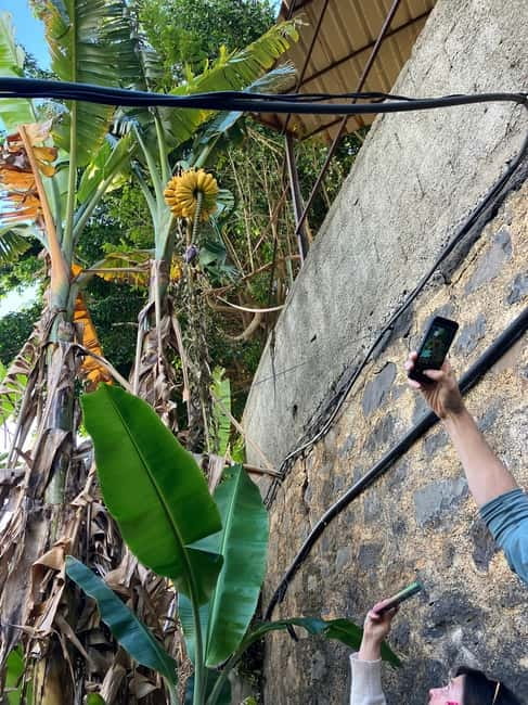 Madeira: Banana Plantation Guided Tour with Tasting - Banana Plantation Culture on Madeira: What This Tour Really Adds