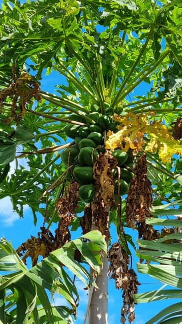 Madeira: Banana Plantation Guided Tour with Tasting - The Guided Plantation Walk: Varieties, Farming Secrets, and What You’ll Spot