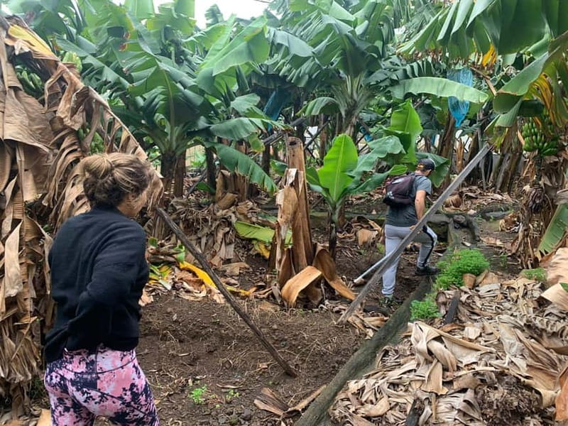 Madeira: Banana Plantation Guided Tour with Tasting - The Highest Point Break: Views Plus a Banana Moment