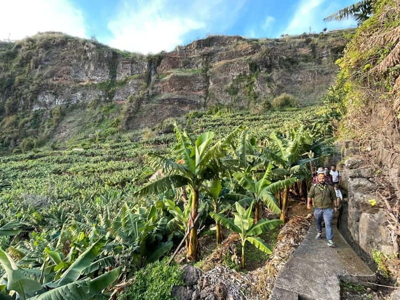 Madeira: Banana Plantation Guided Tour with Tasting - Price and Value: Is $35 Worth It?