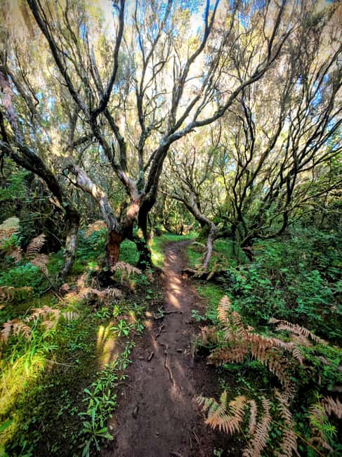 Madeira: Bica da Cana to Encumeada Guided Hike with Pickup - Price and Value: What $206 Actually Buys You