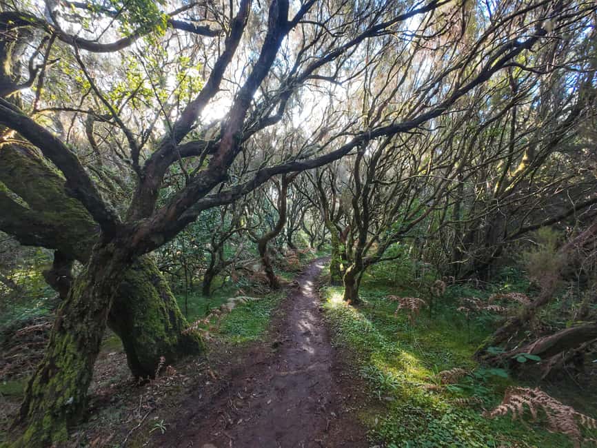 Madeira: Bica da Cana to Encumeada Guided Hike with Pickup - Who This Hike Suits—and Who Should Skip It