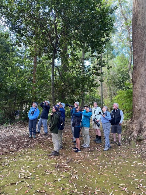 Madeira: Birdwatching - The Endemics - Key things you’ll notice on this endemic bird tour