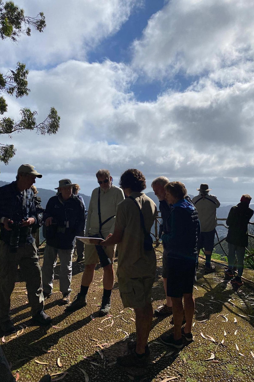 Madeira: Birdwatching - The Endemics - Madeira endemic birds: why this tour feels different from casual birding