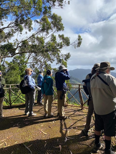 Madeira: Birdwatching - The Endemics - São Lourenço peninsula: where you scan for Madeiran Firecrest