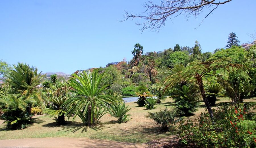 Madeira: Botanical Garden in a Tuk-Tuk Tour - Inside the Madeira Botanical Garden: 80,000 Square Meters, One Hour