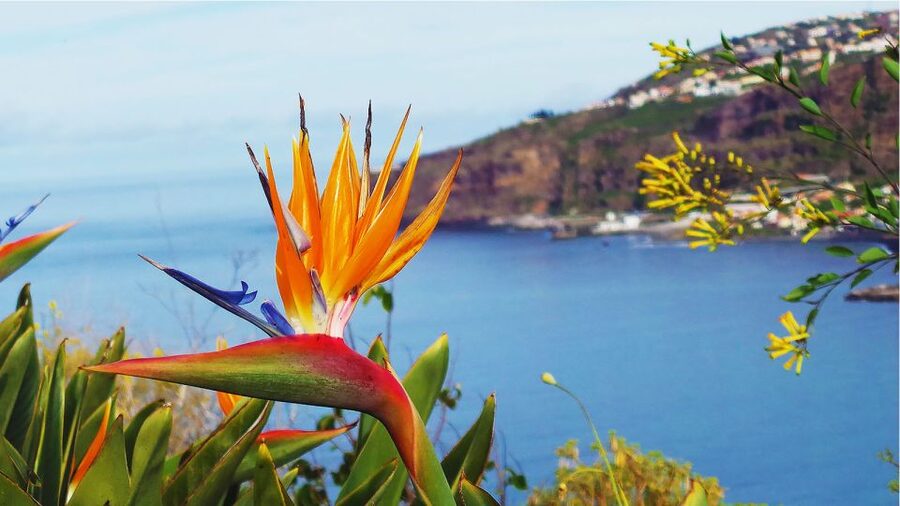 Madeira: Cabo Girao, Jeep Tour Adventure and Wine Tasting - Price and Value: Does $57 Make Sense for This Combo?