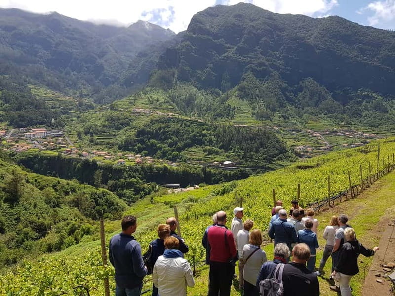 Madeira: Cabo Girão, Wines Experience and Dolphins Watching - Catamaran dolphin watching: comfort, chances, and how to handle the noise