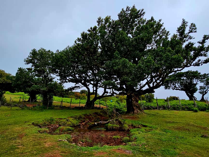 Madeira: Comfortable private tour with views and local guide (up to 4 people) - Levadas, walking breaks, and where swimming can fit in