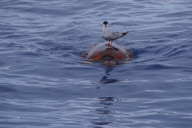 Madeira Dolphin and Whale Watching on a Ecological Catamaran - Return-coast sightseeing: Cabo Girão, Câmara de Lobos, and Reid’s Hotel