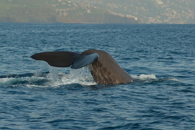 Madeira Dolphin & Whale Watching Tour - Before you sail: your briefing, the safety rhythm, and how spotting works