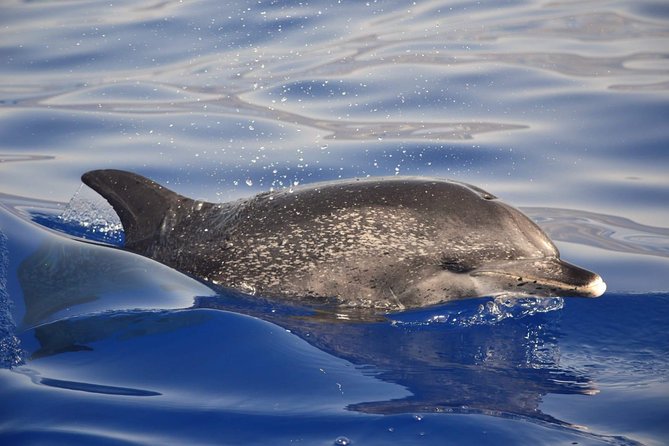 Madeira Dolphin & Whale Watching Tour - The marine biologist layer: what you learn in 2.5 hours