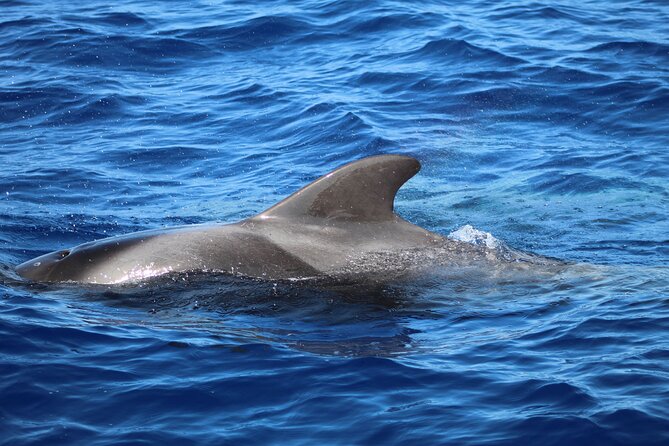 Madeira Dolphin & Whale Watching Tour - Views from the sea: Madeira’s coast in motion